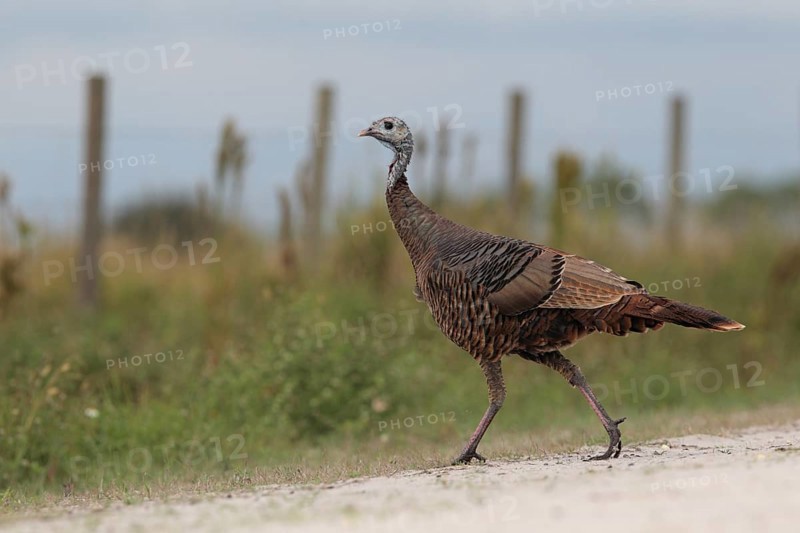 Wild Turkey (Meleagris gallopavo) female, Florida, USA
