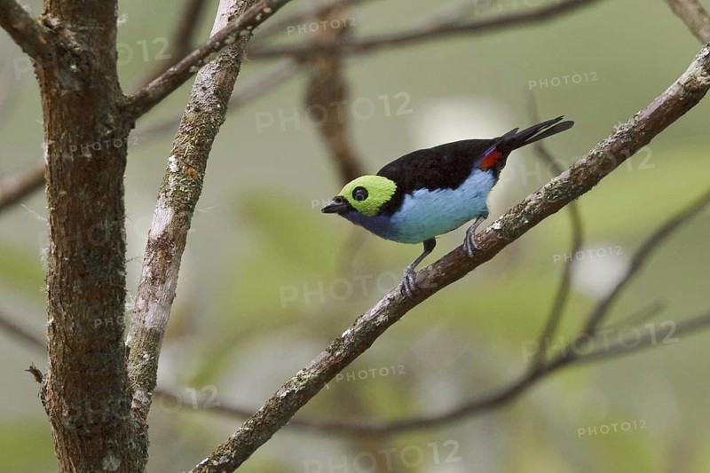 Paradise Tanager (Tangara chilensis), Ecuador
