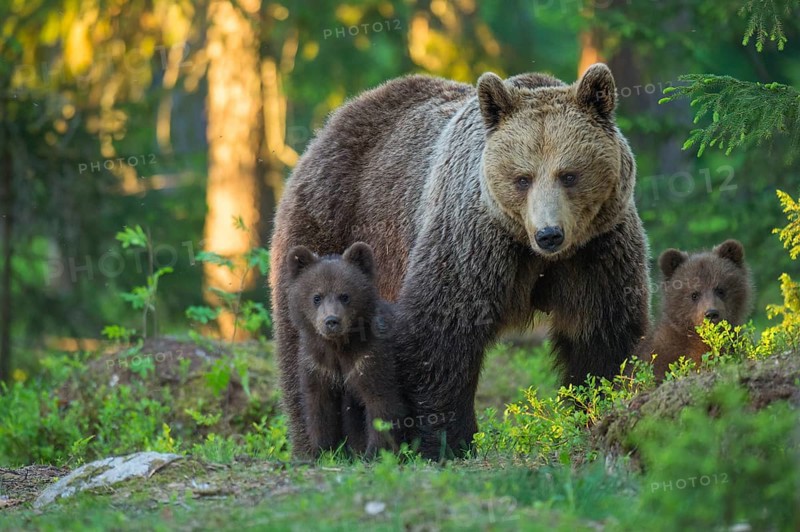 Eurasian Brown Bear (Ursus arctos) mother with cubs in forest, Finland