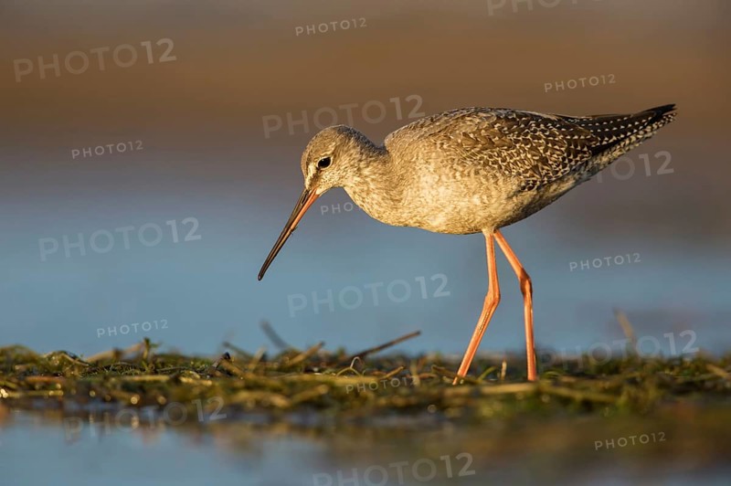 Spotted Redshank (Tringa erythropus) foraging, Poland