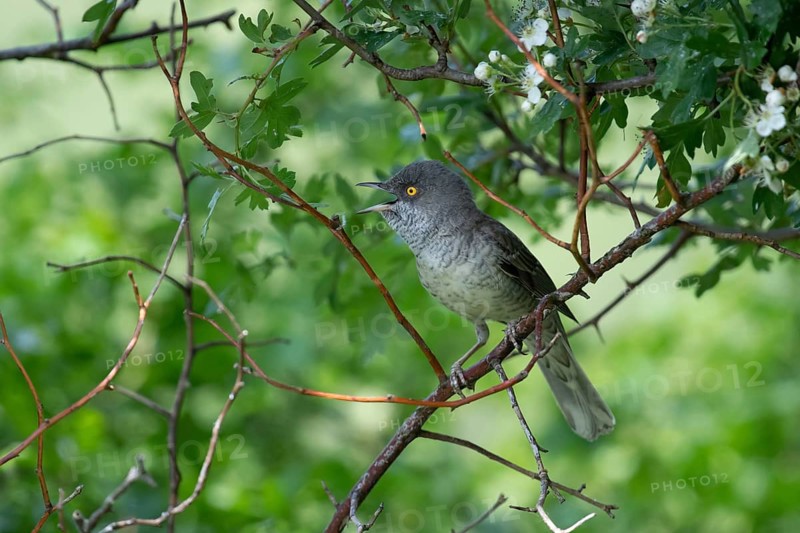 Barred Warbler (Sylvia nisoria) male singing, perched on a branch, Brandenburg, Germany