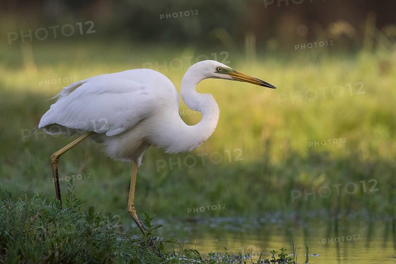 Great Egret (Ardea alba), Subotica, Serbia