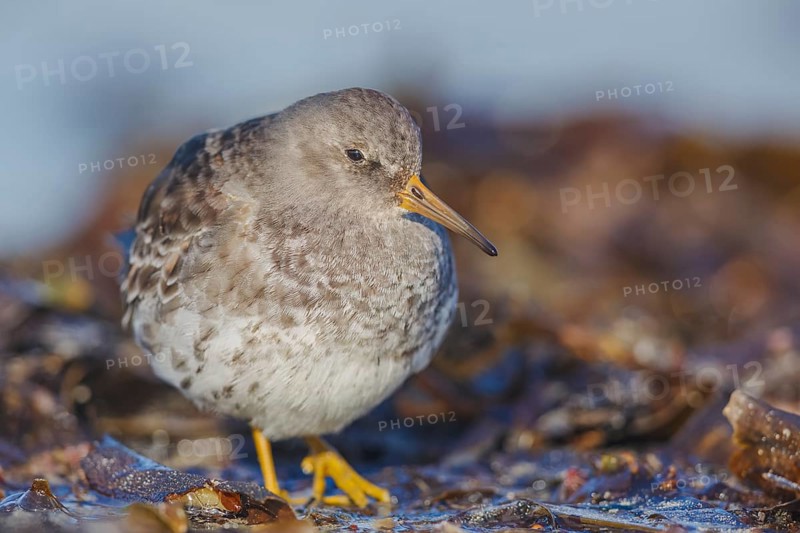 Meerstrandläufer, Calidris maritima Purple Sandpiper, Calidris maritima