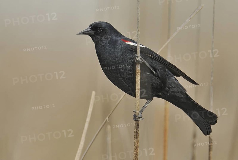 Tricolored Blackbird (Agelaius tricolor) male, California, USA