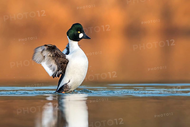Common Goldeneye (Bucephala clangula) male flapping wings, Saxony-Anhalt, Germany