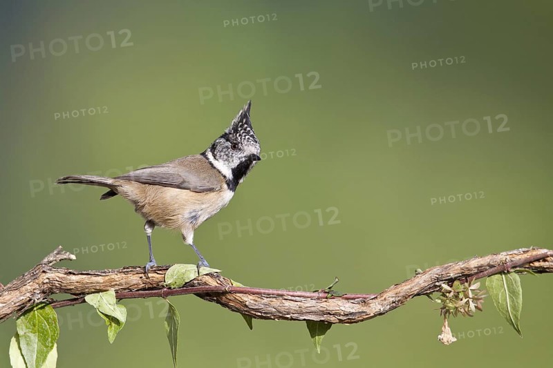 European Crested Tit (Lophophanes cristatus), Portugal