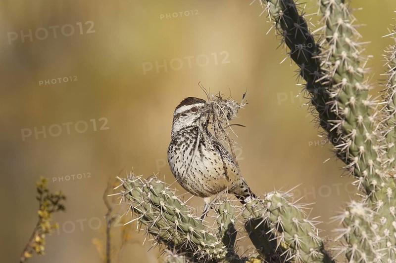 Cactus Wren (Campylorhynchus brunneicapillus), California, USA