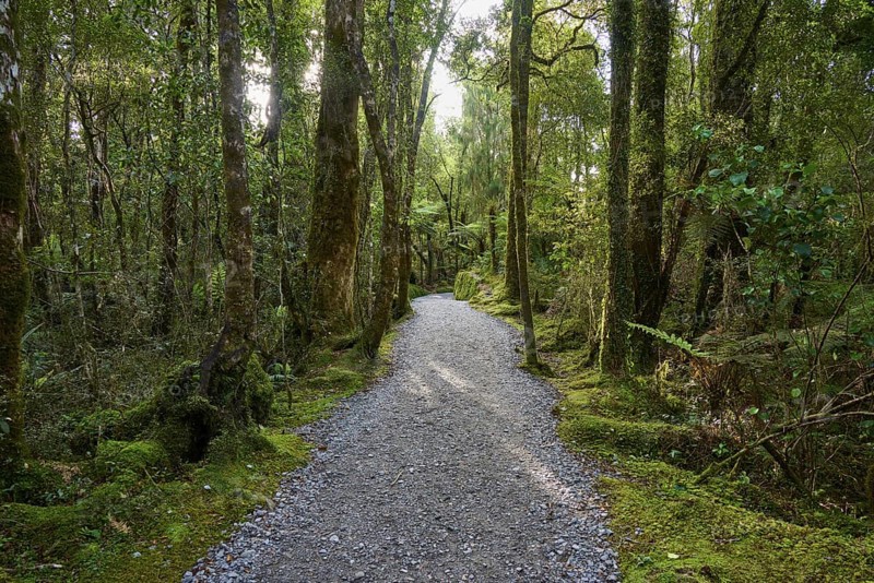 A narrow, light-coloured path runs through a sparse, moss-covered forest, summer, Lake Matheson, Fox Glacier, South Island, New Zealand