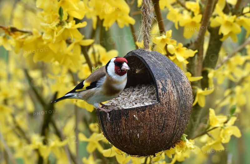 Goldfinch, goldfinch, (Carduelis carduelis) eats sunflower seeds from a coconut