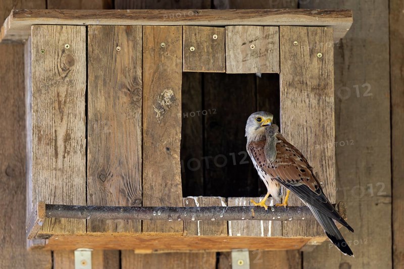 Kestrel (Falco tinnunculus) male with captured mouse for the young, village in Münsterland, North Rhine-Westphalia