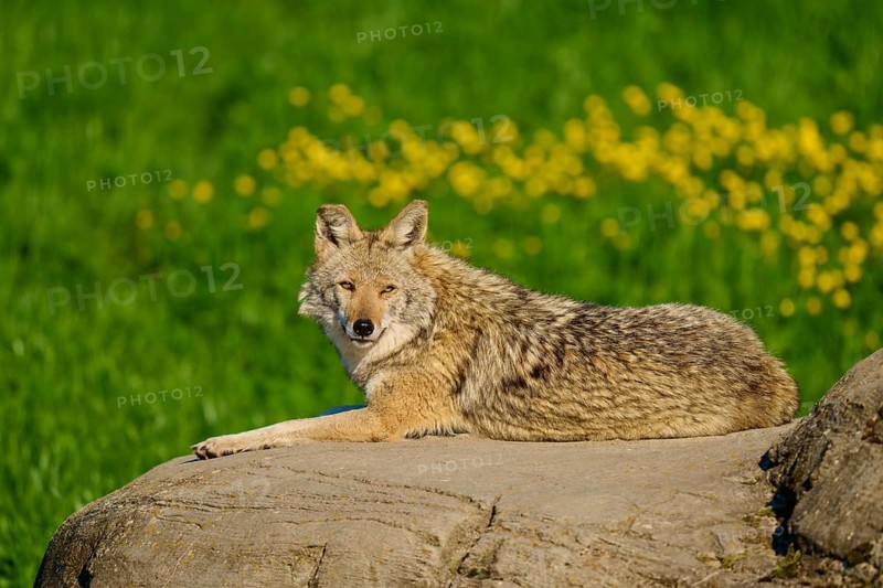 Coyote lying relaxed on a rock surrounded by green meadow and yellow flowers, coyote (Canis latrans), spring, France