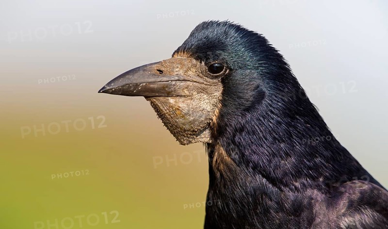 Saatkrähe, Rook, Corvus frugilegus, Corbeau freux, Graja