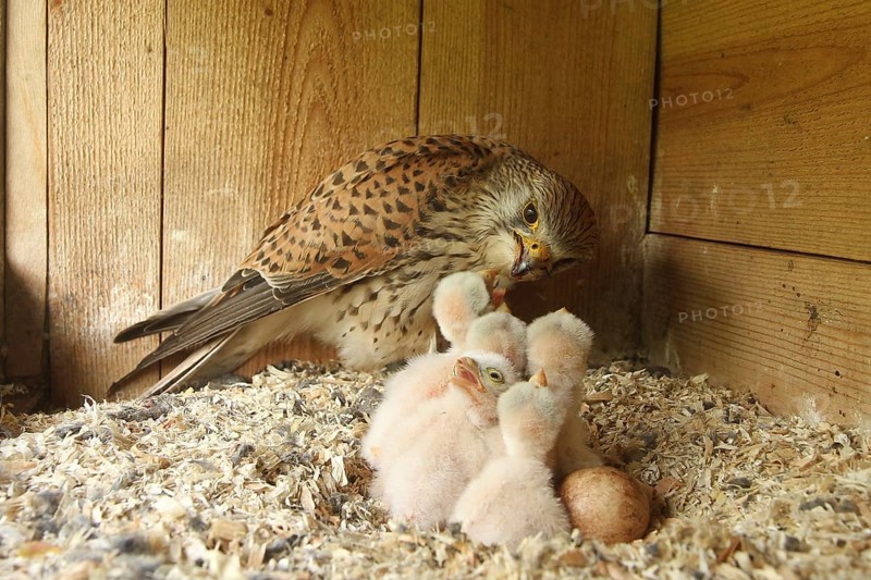 Common Kestrel (Falco tinnunculus) chicks, Lower Saxony, Germany