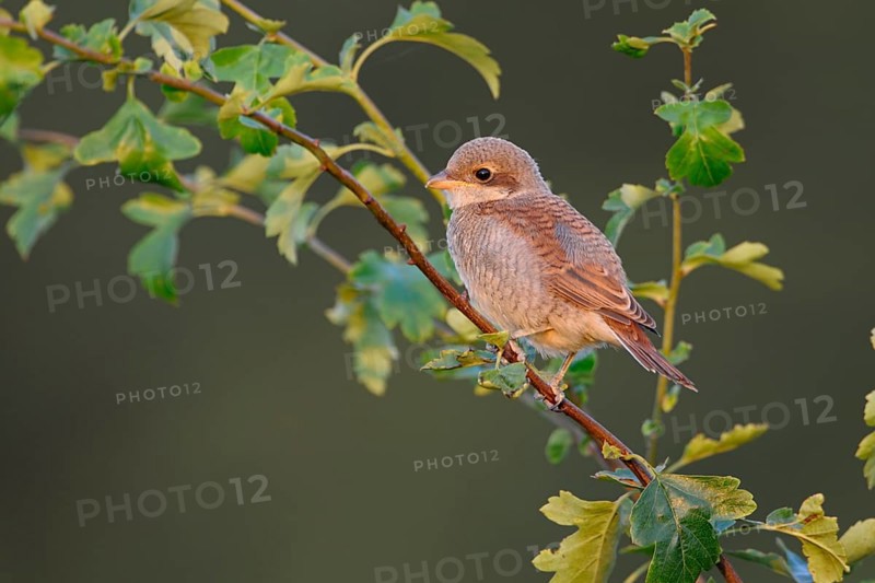 Red-backed Shrike (Lanius collurio) juvenile perched on a branch, North Rhine-Westphalia, Germany