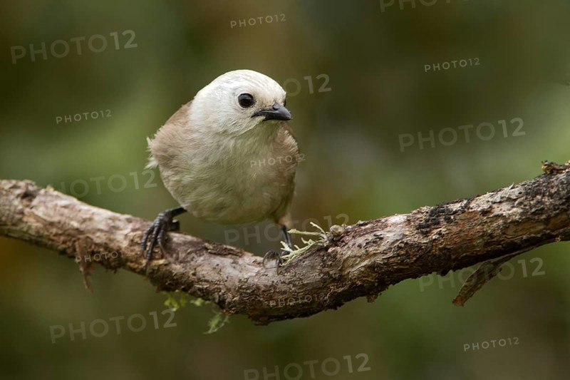 Whitehead (Mohoua albicilla), Tiritiri Matangi Island, New Zealand