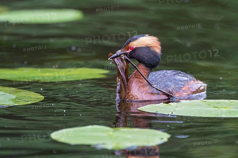Ohrentaucher (Podiceps auritus) Slavonian Grebe