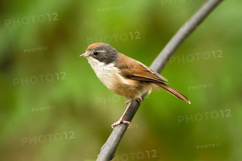 Pipipi (Mohoua novaeseelandiae), Rakiura National Park, New Zealand