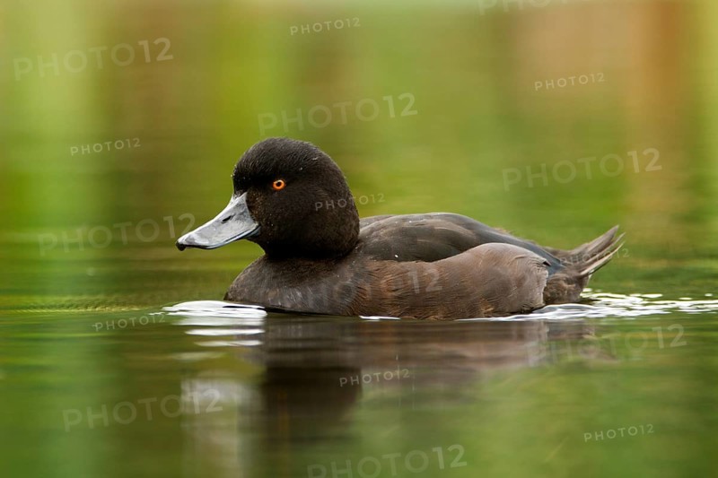 New Zealand Scaup (Aythya novaeseelandiae) male, Northwood, Christchurch, Canterbury, North Island, New Zealand