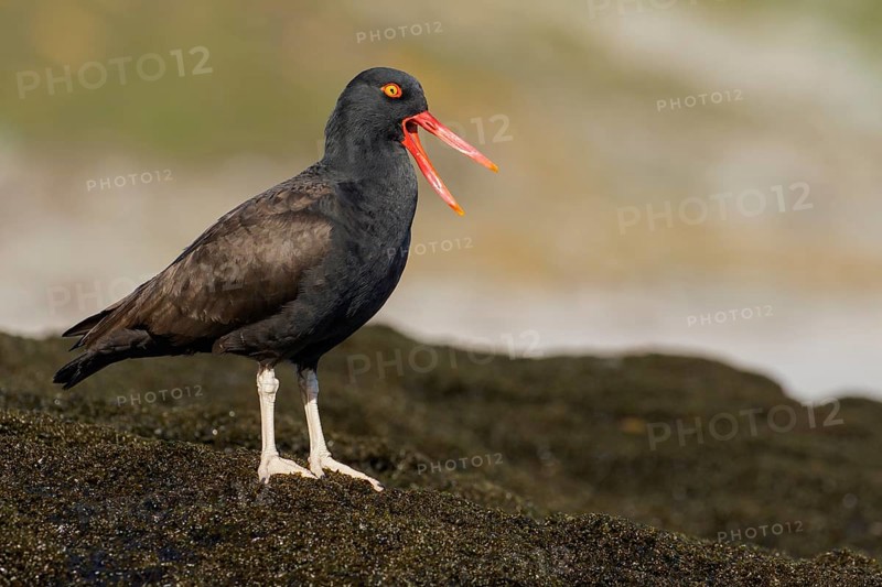 Blackish Oystercatcher (Haematopus ater) along the rocky coastline in the Falkland Islands