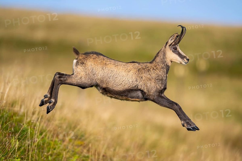 Chamois (Rupicapra rupicapra) on a meadow in the Vosges Mountains, wildlife, France