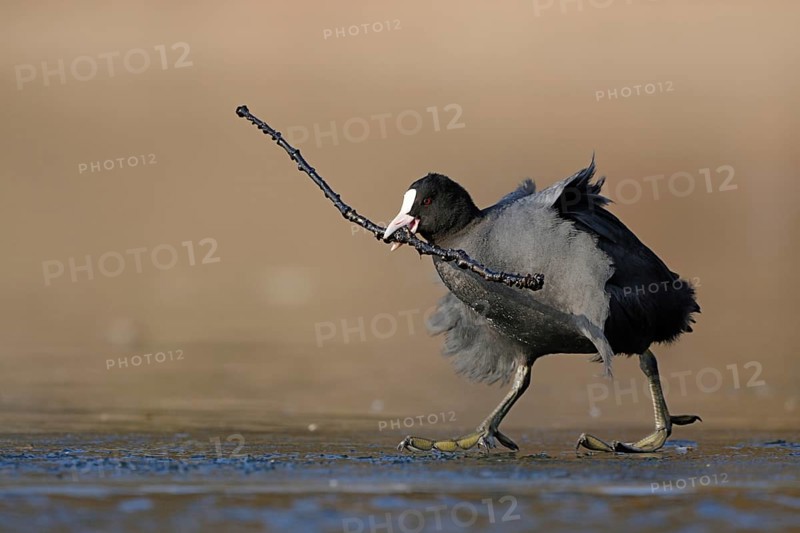 Get a stick... Coot (Fulica atra) walks across the ice with overlong nesting material, stick in beak, funny photo, wildlife, North Rhine-Westphalia, Germany