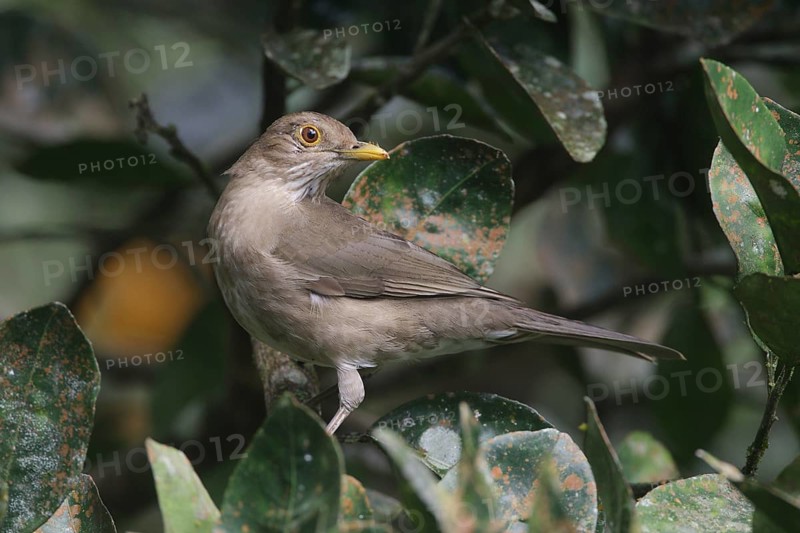 Ecuadorian Thrush (Turdus maculirostris), Santo Domingo, Ecuador