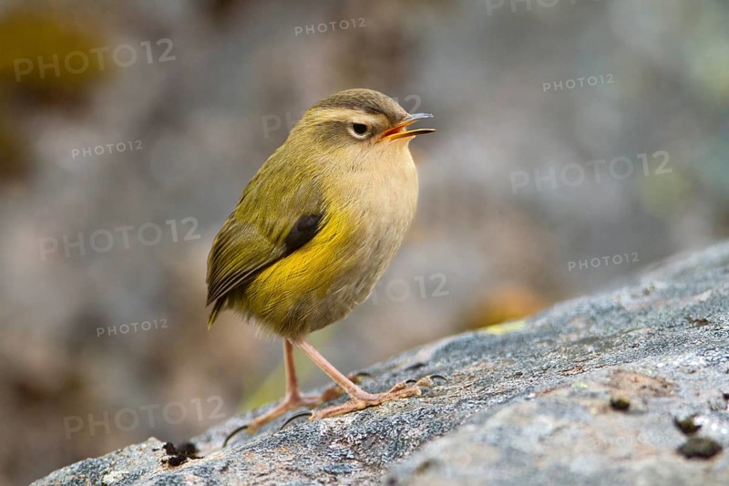 New Zealand Rockwren (Xenicus gilviventris) juvenile, South Island, New Zealand