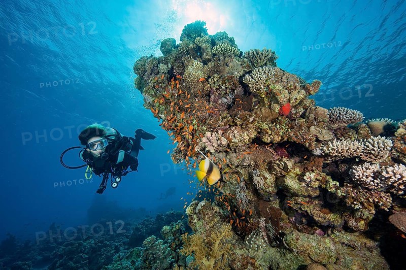 Diver looking at school of jewelled bannerfish (Pseudanthias squamipinnis) Jewelled bannerfish swimming next to colourful living coral block of stony corals (Scleractinia) in tropical coral reef, Red Sea, Canyon, Dahab, Sinai, Egypt