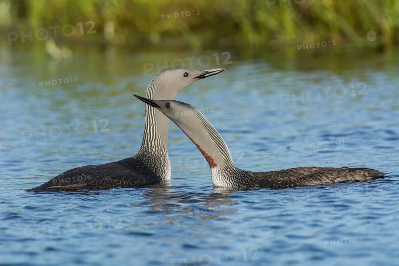 Sterntaucher (Gavia stellata) Red-throated Diver