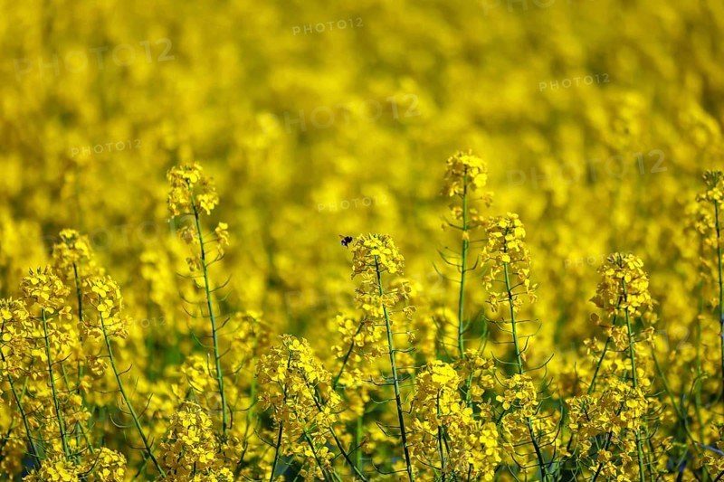 Bönen, North Rhine-Westphalia, Germany - Yellow rape field in bloom