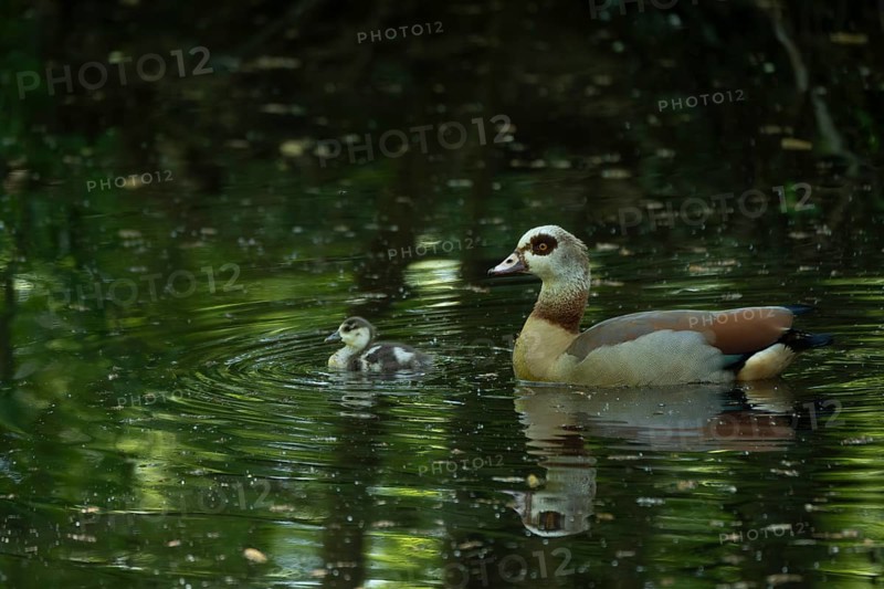 A Nile Goose (Alopochen aegyptiaca) swims comfortably with a chick on a pond in the forest, animal photo, nature photo, wildlife, fauna, Neustadt am Rübenberge, Hanover Region, Lower Saxony, Germany