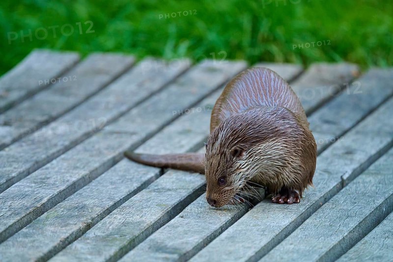 European otter (Lutra lutra), with wet fur sniffing at a wooden plank, Germany