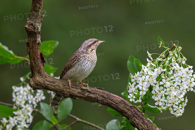 Eurasian wryneck (Jynx torquilia), Limbach, Burgenland, Austria