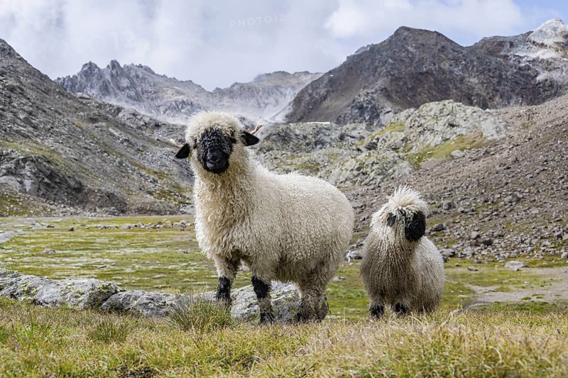 Two Valais Blacknose sheep (Ovis gmelini aries), high alpine mountain valley, Obere Senner Egete, Stubai Alps, near Ridnaun, South Tyrol, Italy