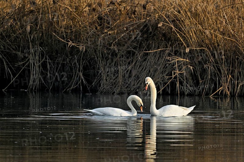 Mute swans (Cygnus olor), pair mating, Flachsee nature reserve, Freiamt, Canton Aargau, Switzerland