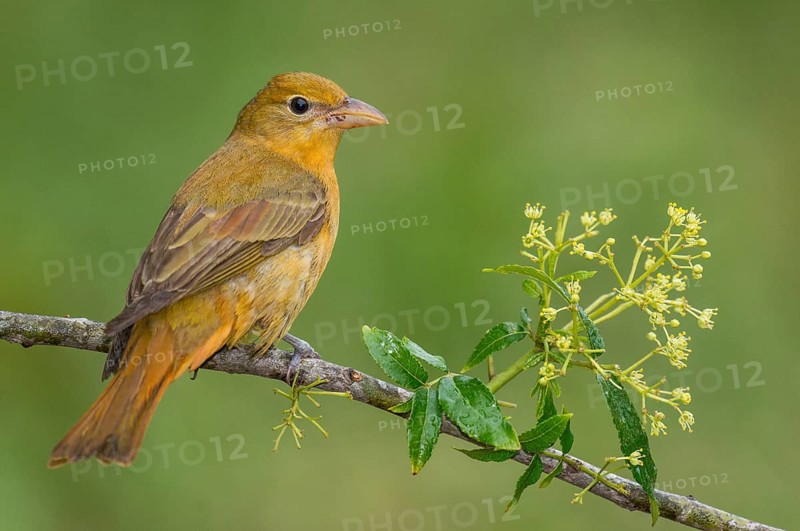Summer Tanager (Piranga rubra) female perched on a branch, Texas, USA
