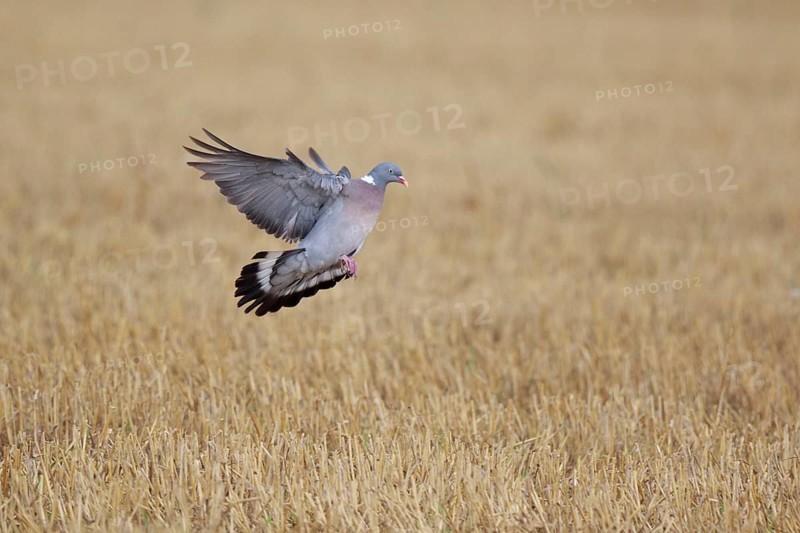 Common Wood Pigeon (Columba palumbus) flying, North Rhine-Westphalia, Germany