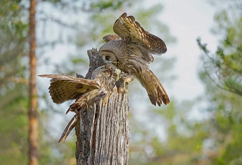 Great Grey Owl (Strix nebulosa) male exchanging a vole with female, Suomussalmi, Finland