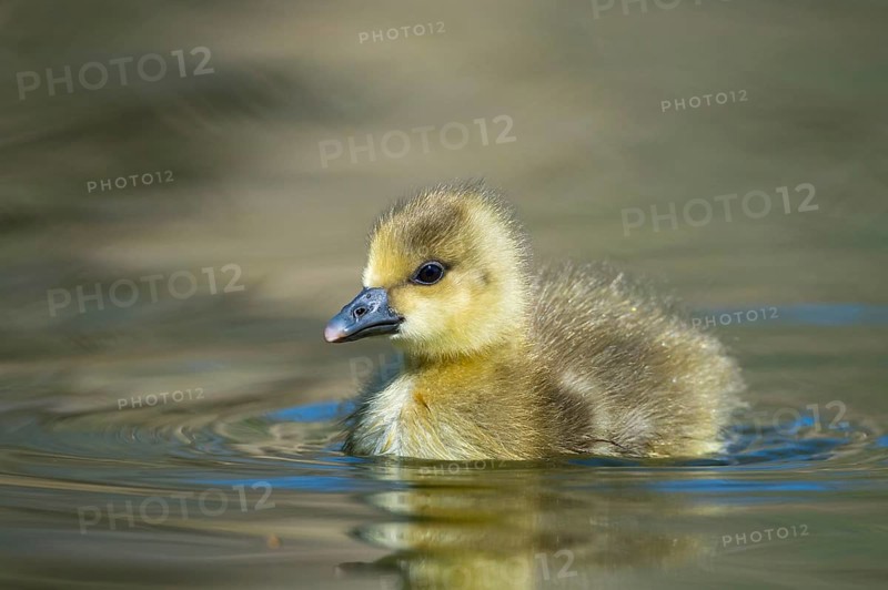 Greylag Goose (Anser anser) chick, Lower Saxony, Germany
