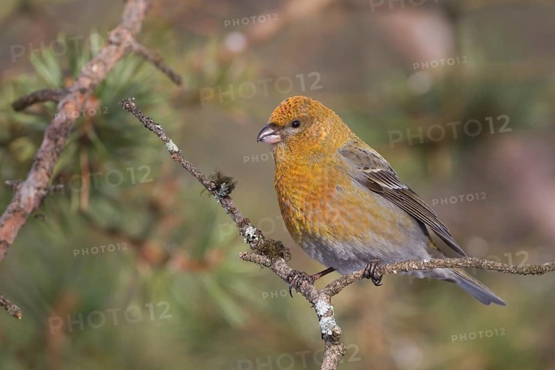 Pine Grosbeak - Hakengimpel - Pinicola enucleator, Finland