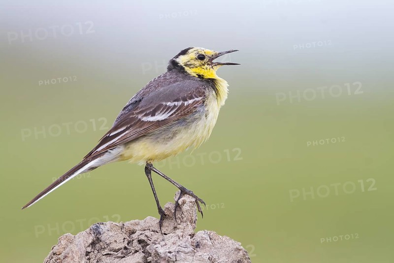 Citrine Wagtail - Zitronenstelze - Motacilla citreola ssp. citreola, Kazakhstan