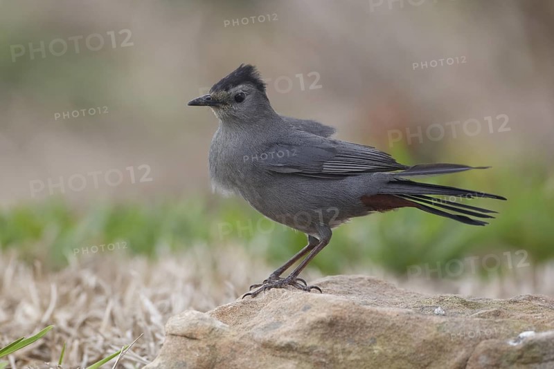 Grey Catbird (Dumetella carolinensis) perched on a stone, Texas, USA