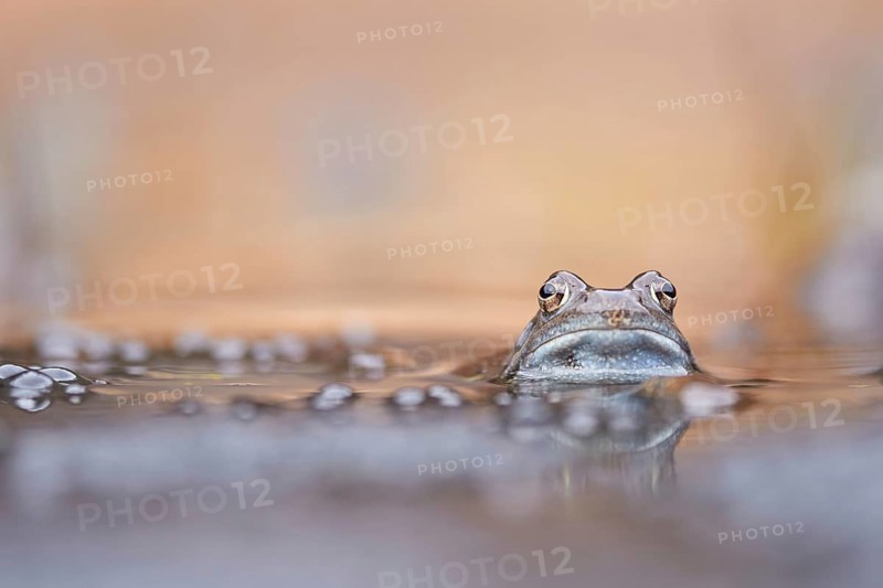 Common Frog (Rana temporaria) portrait in spawning pond, Canton of Grisons, Switzerland