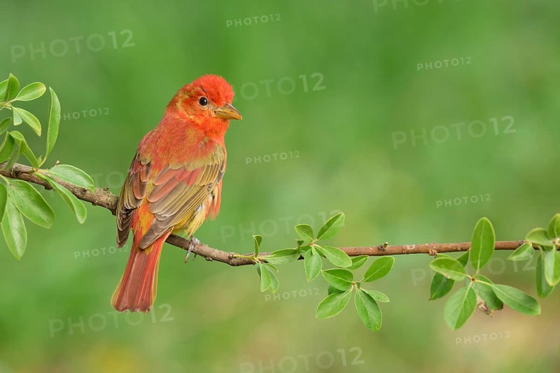 Summer Tanager (Piranga rubra) male perched on a branch, Texas, USA