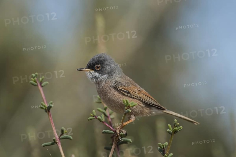 Spectacled Warbler (Sylvia conspicillata) male, Fuerteventura, Spain
