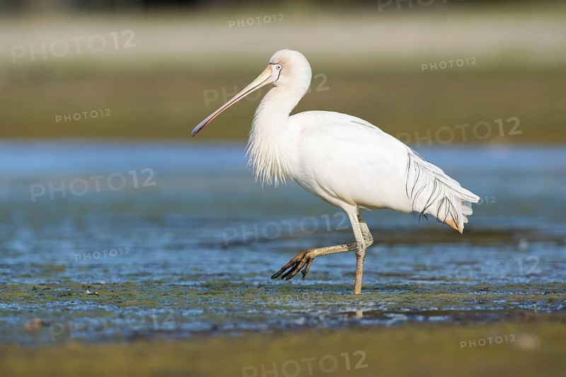 Yellow-billed Spoonbill (Platalea flavipes) foraging, Victoria, Australia