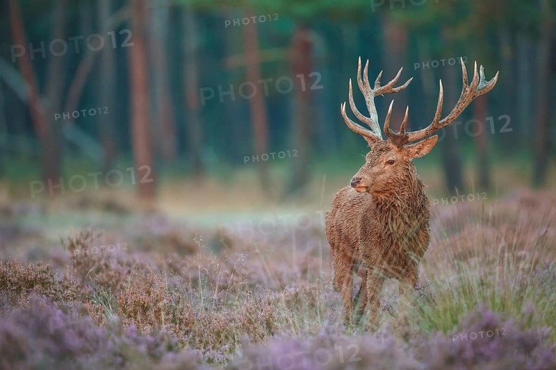 Rothirsch, Cervus elaphus Red Deer, Cervus elaphus