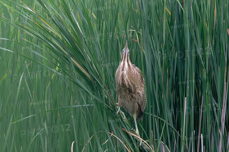 Eurasian Bittern (Botaurus stellaris), Saxony, Germany