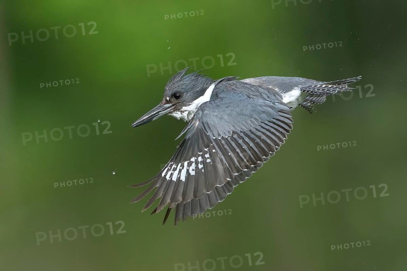 Belted Kingfisher (Megaceryle alcyon) flying, Colorado, USA