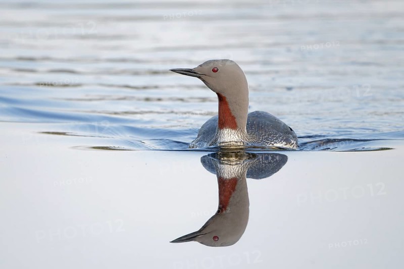 Red-throated Loon (Gavia stellata), Dalarna, Sweden